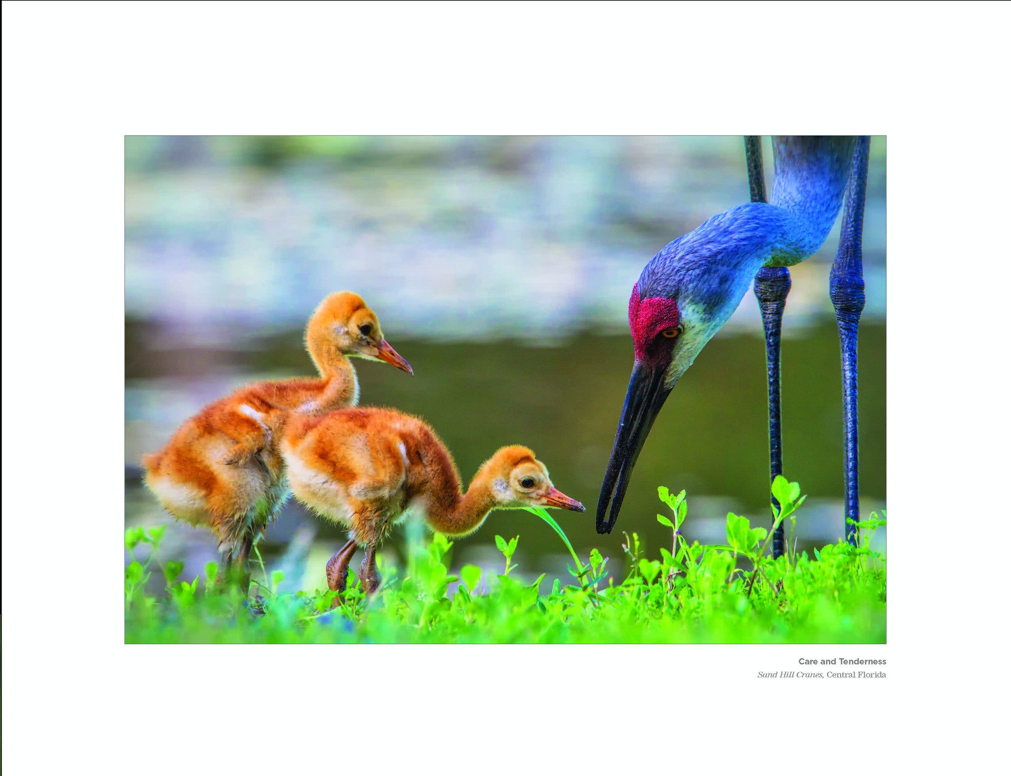 Care and Tenderness: Sand Hill Cranes Birds, Central Florida Beholding Nature Eric Horan photography book Starbooks