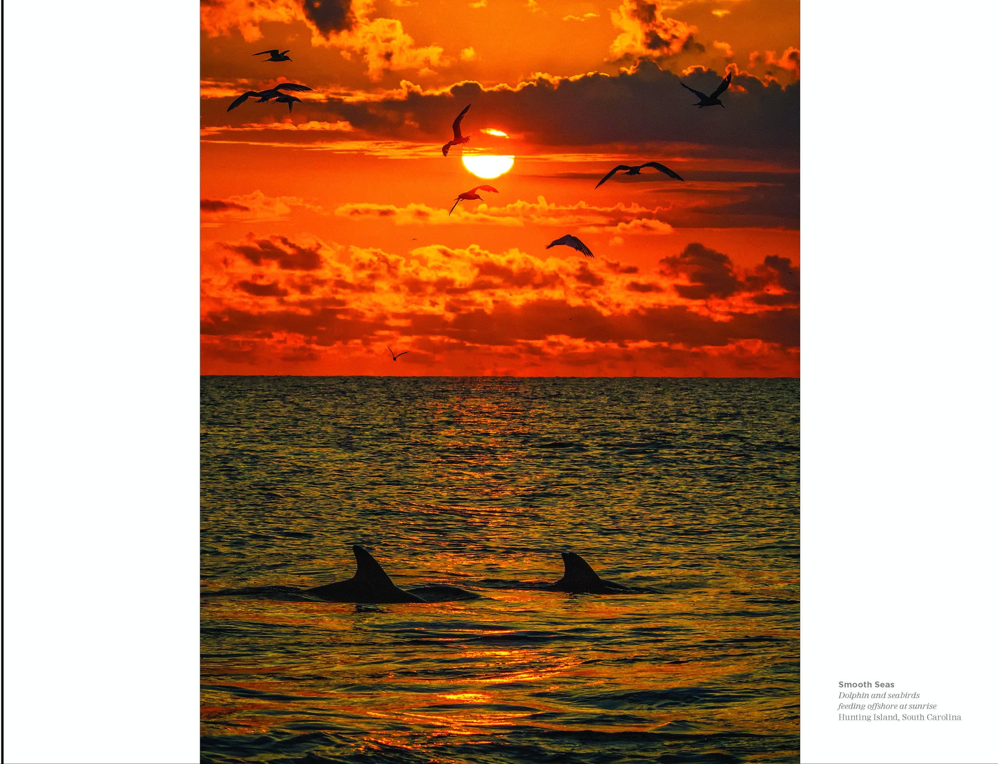 Smooth Seas: Dolphin and sea birds Hunting Island SC Beholding Nature Eric Horan photography book Starbooks