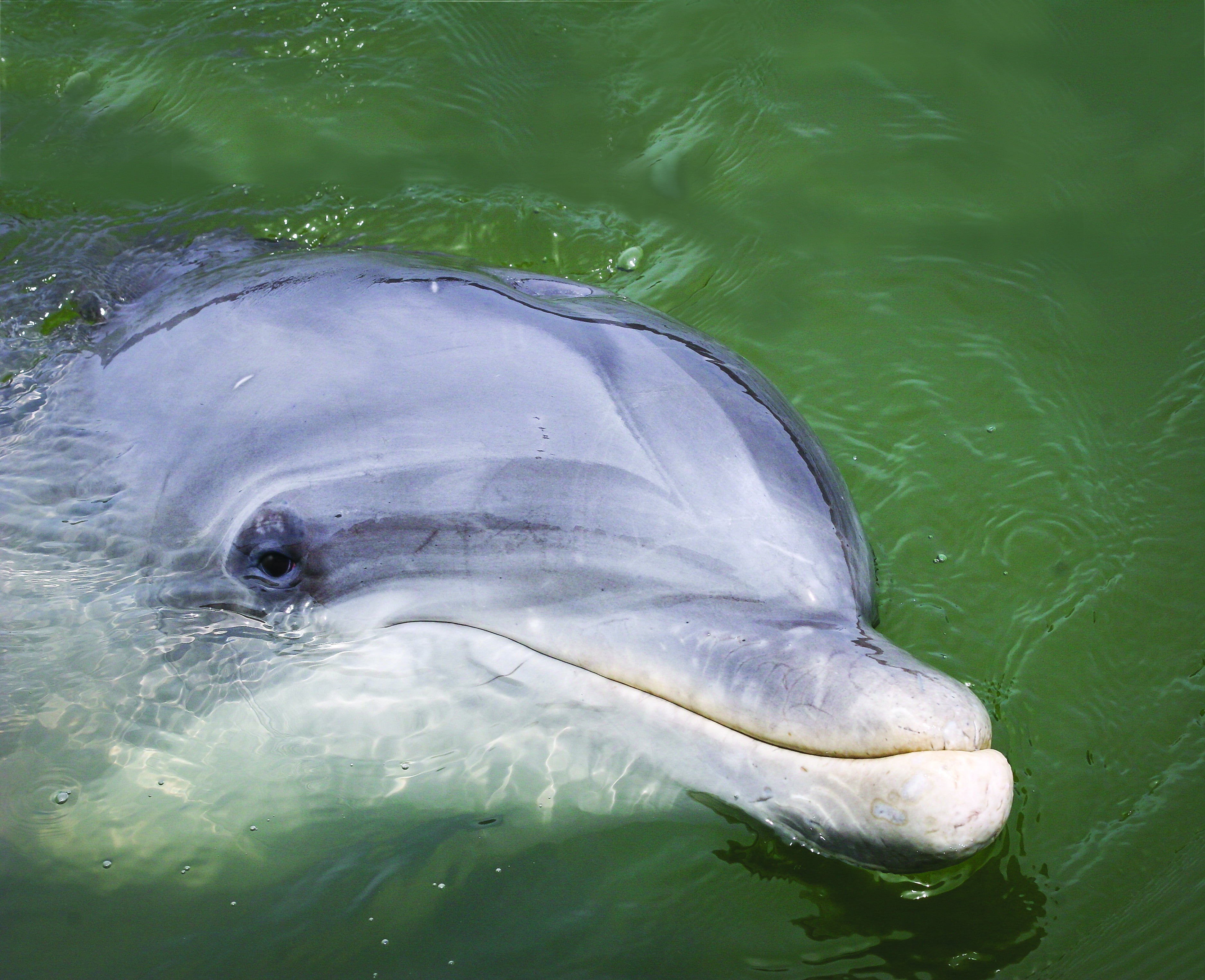 Dolphin photograph: Hilton Head Island - Interactive Coffee table book. Videos from around the island. Starbooks